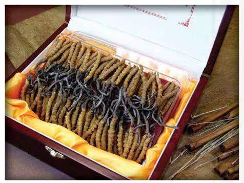 日土冬虫夏草回收